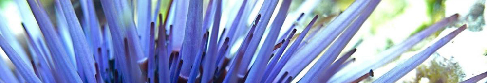 purple urchin detail