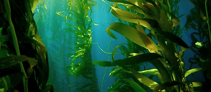 Kelp forest