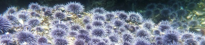 purple urchins