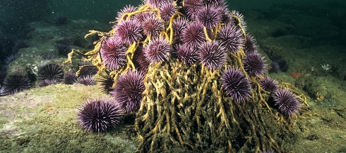 purple urchins